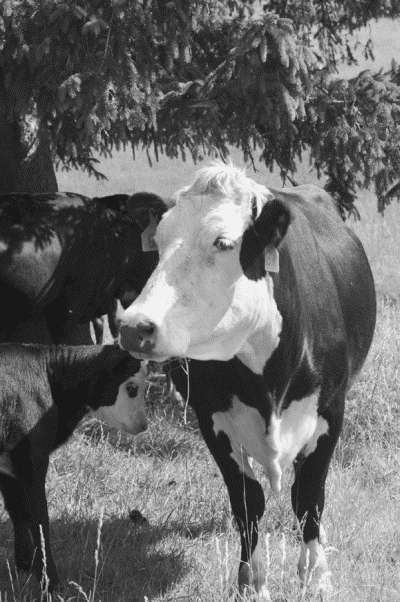 Болезни крупного рогатого скота - i_001.jpg