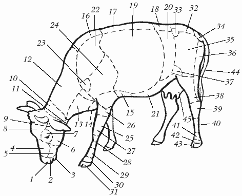 Болезни крупного рогатого скота - i_002.png