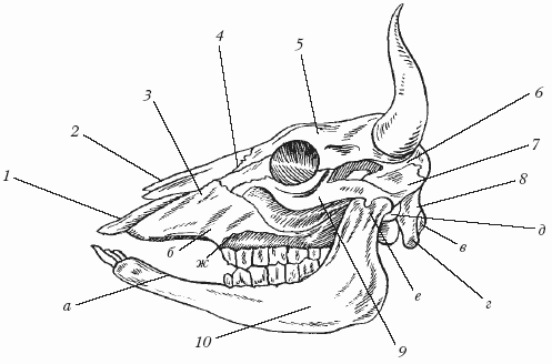 Болезни крупного рогатого скота - i_004.png