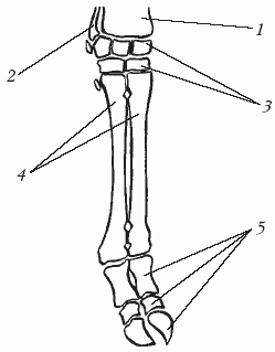 Болезни крупного рогатого скота - i_005.png