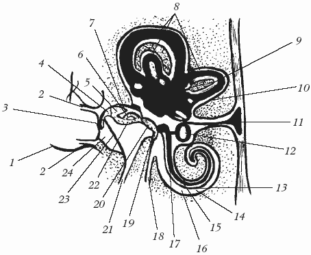 Болезни лошадей - i_013.png