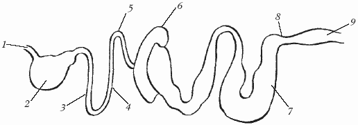 Болезни лошадей - i_014.png