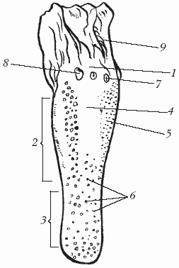 Болезни лошадей - i_015.png