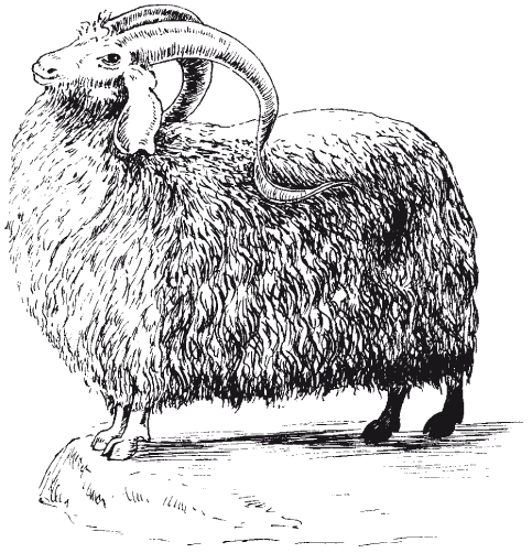 Болезни мелкого рогатого скота - i_003.png