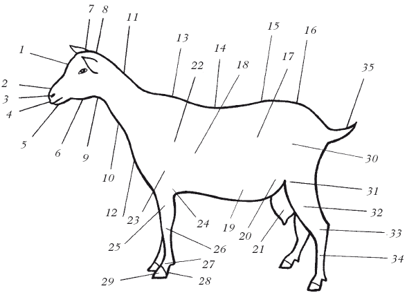 Болезни мелкого рогатого скота - i_004.png