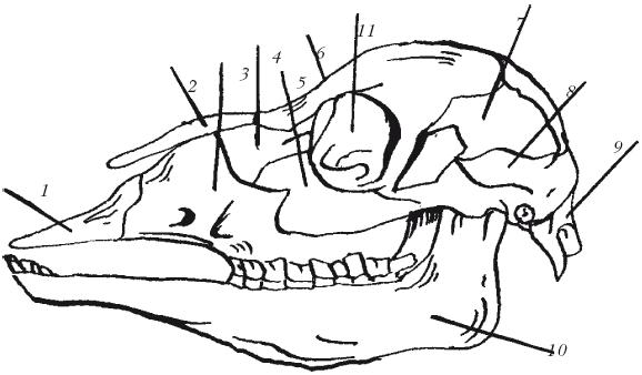 Болезни мелкого рогатого скота - i_005.png
