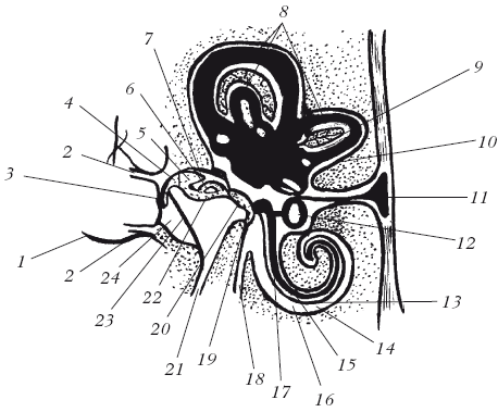 Болезни мелкого рогатого скота - i_012.png