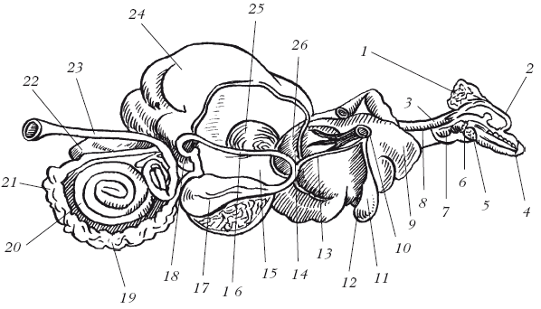Болезни мелкого рогатого скота - i_013.png
