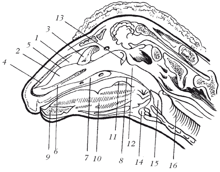 Болезни мелкого рогатого скота - i_015.png