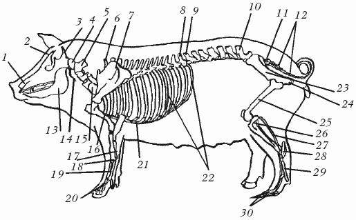 Болезни свиней - i_004.png