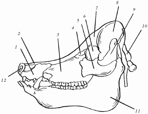 Болезни свиней - i_005.png