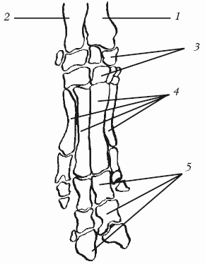 Болезни свиней - i_006.png