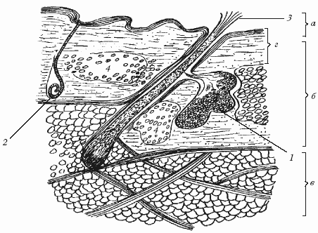 Болезни свиней - i_007.png