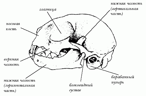 Ветеринарный справочник для владельцев кошек - i_005.png