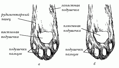 Ветеринарный справочник для владельцев кошек - i_011.png