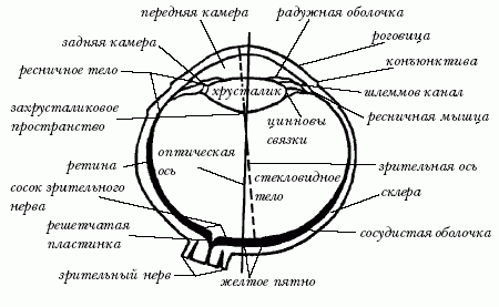 Ветеринарный справочник для владельцев кошек - i_012.png