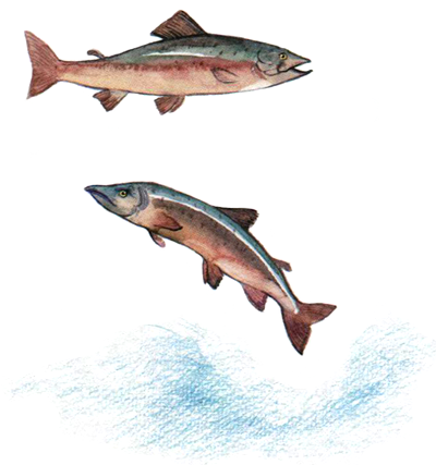 Лето разноцветно-косолапое - i_019.png