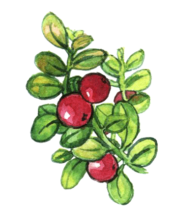 Лето разноцветно-косолапое - i_024.png