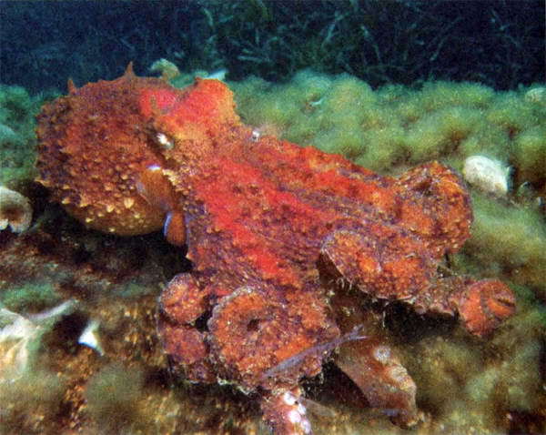 Загадки и тайны морей и океанов - i_011.jpg