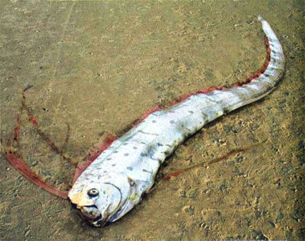 Загадки и тайны морей и океанов - i_012.jpg