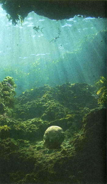 Загадки и тайны морей и океанов - i_019.jpg