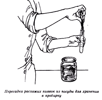 Моя любимая пиявка (СИ) - img_6.png