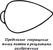 Моя любимая пиявка (СИ) - img_7.png