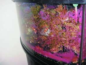 Аквариум в вопросах и ответах - i_002.jpg