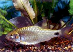 Барбусы и разборы - i_005.jpg