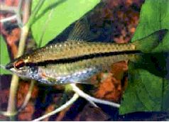 Барбусы и разборы - i_008.jpg