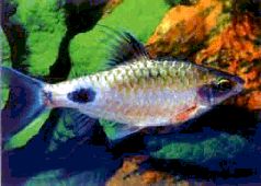 Барбусы и разборы - i_012.jpg