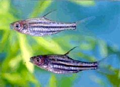 Барбусы и разборы - i_016.jpg