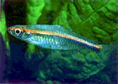 Барбусы и разборы - i_025.jpg