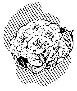 Капустная диета. 5 шагов к стройности - _1.jpg