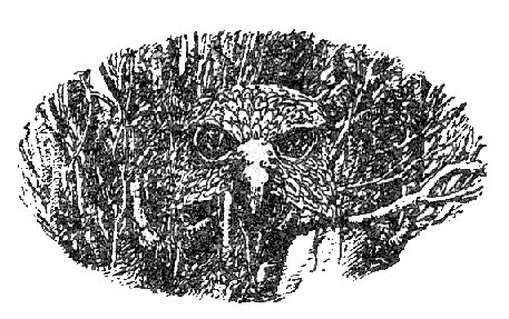 Лавондисс - image007.jpg