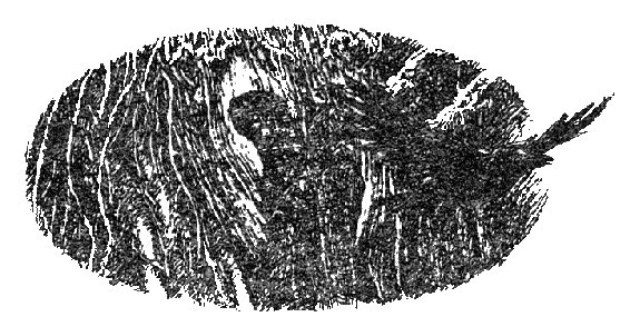 Лавондисс - image019.jpg