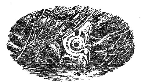 Лавондисс - image021.jpg