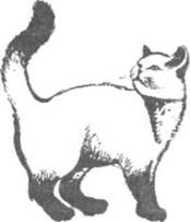 Перевод с кошачьего: Научитесь разговаривать со своей кошкой - i_010.jpg