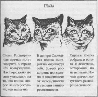 Перевод с кошачьего: Научитесь разговаривать со своей кошкой - i_016.jpg