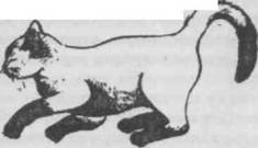 Перевод с кошачьего: Научитесь разговаривать со своей кошкой - i_022.jpg