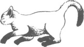 Перевод с кошачьего: Научитесь разговаривать со своей кошкой - i_044.jpg