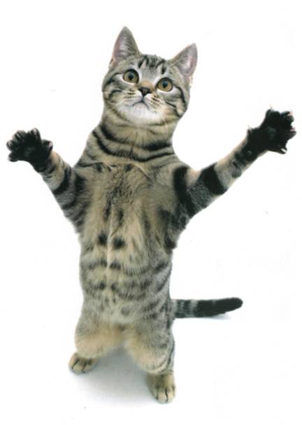 Перевод с кошачьего: Научитесь разговаривать со своей кошкой - i_053.jpg