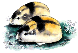 В гостях у Санта-Клауса - i_016.png