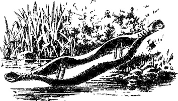 Золото инков - i_036.jpg