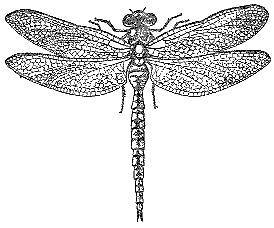 Аквариум в школе - _24.jpg