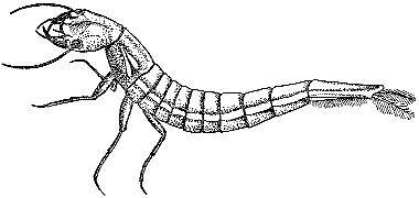 Аквариум в школе - _35.jpg