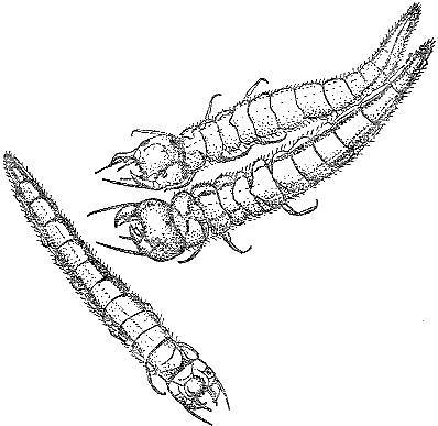 Аквариум в школе - _38.jpg