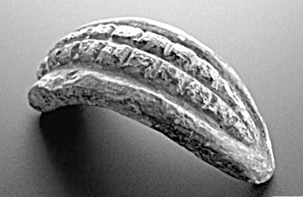 Из истории зубоврачевания, или Кто лечил зубы российским монархам - i_040.jpg