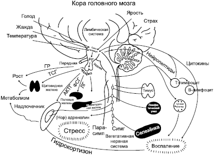 Избавление от паразитов лямблий, червей, глистов - _04.png