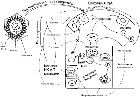 Избавление от паразитов лямблий, червей, глистов - _06.png